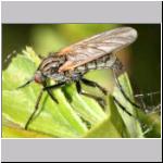 Empis sp - Tanzfliege 02c.jpg